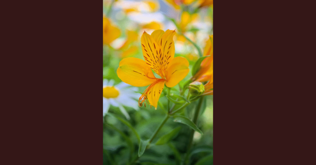 Alstroemeria: The Story, Science, and Splendor of the Peruvian Lily