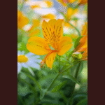 Alstroemeria: The Story, Science, and Splendor of the Peruvian Lily